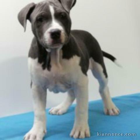 chiot American staffordshire terrier trois mois