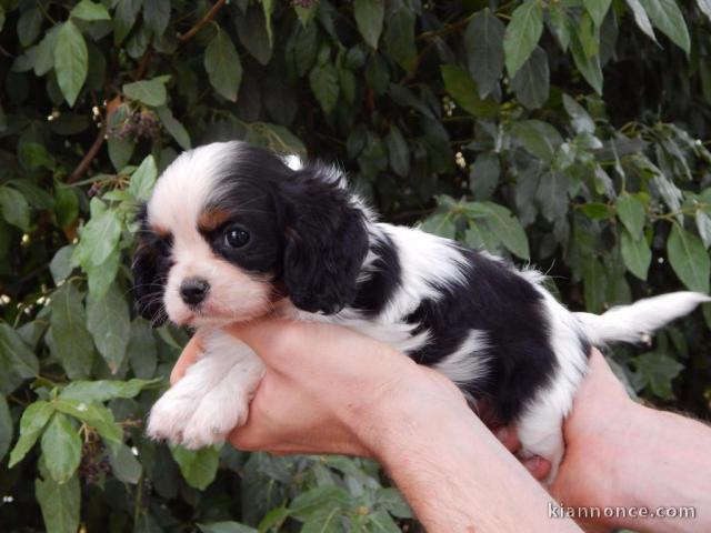 Race chiot cavalier king charles femelle