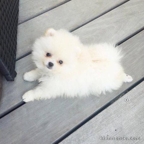 Magnifiques chiots Spitz nain