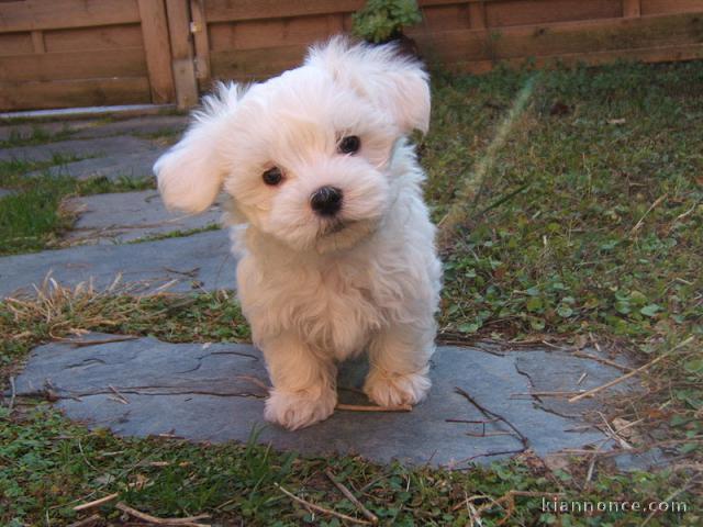 Chiot bichon maltais trois mois