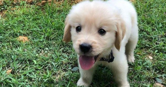 Chiot golden retriever trois mois