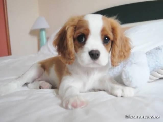 Chiot cavalier king Charles trois mois 