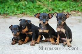 CHIOTS DOBERMANS en adoption