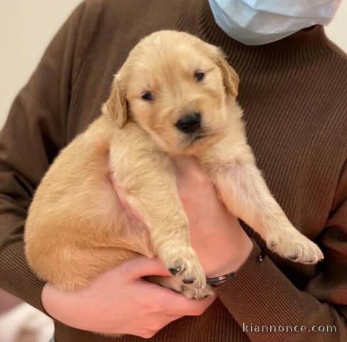 Chiot golden retriever trois mois