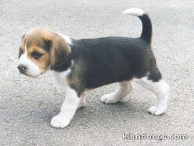 Chiot beagle trois mois