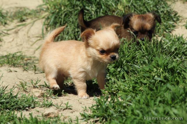 Chiot femelle type chihuahua poil long