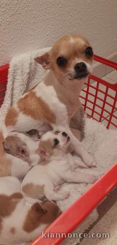 chiots chihuahua a Donner