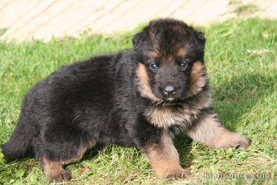 Donne chiot berger allemand femelle lof