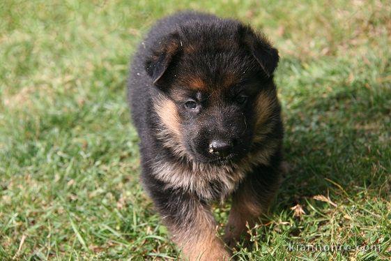 Chiot berger allemand femelle lof