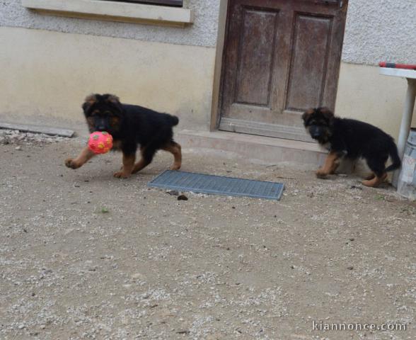 Chiot berger allemand femelle lof