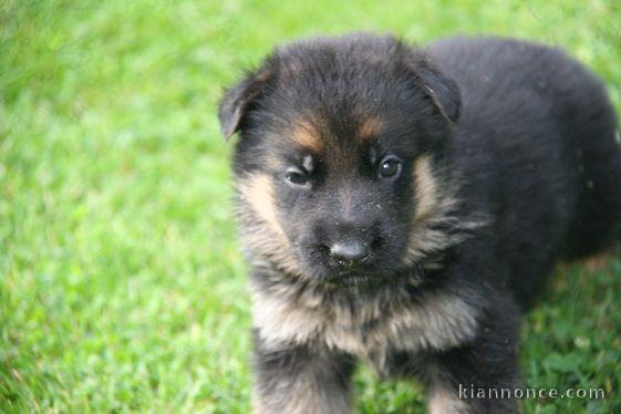 Chiot berger allemand femelle lof