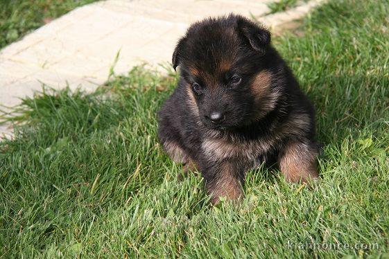 Chiot berger allemand femelle lof