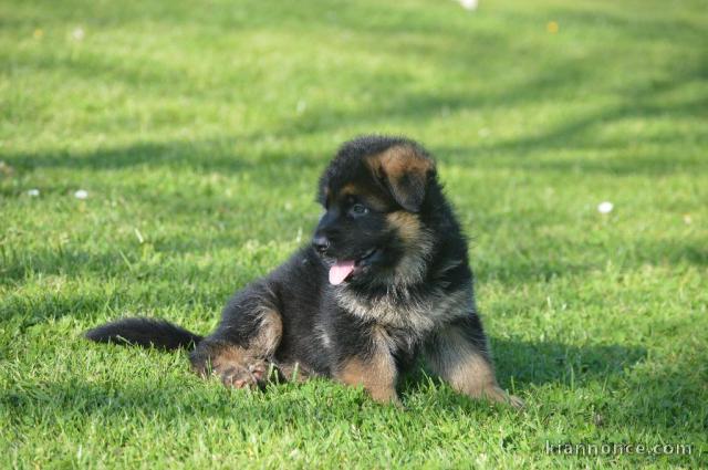 Chiot berger allemand femelle lof