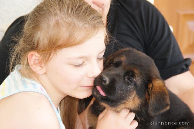 Chiot berger allemand femelle lof