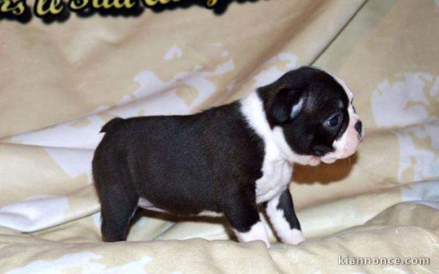 Chiot Boston Terrier  lof a donner