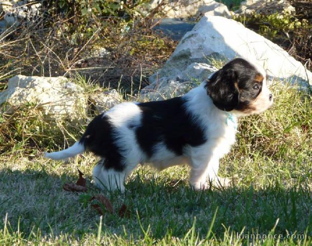 Chiots Cavaliers King Charles LOF a donner