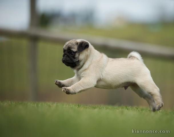 chiots carlin  LOF a donner