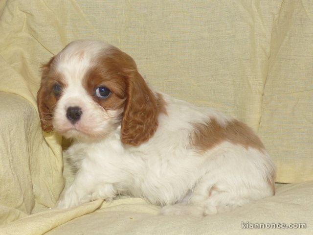 Chiots Cavaliers King Charles LOF a donner