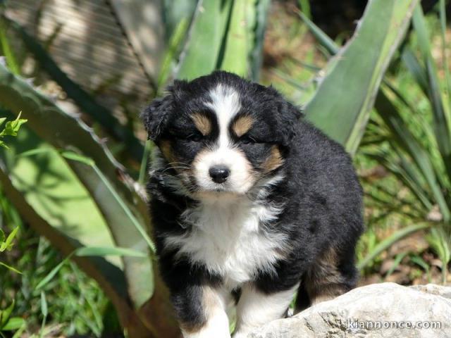 chiot berger australiens LOF a donner