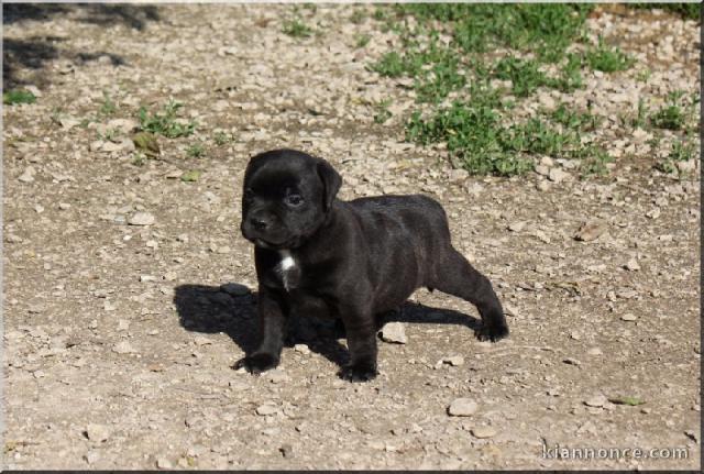 Chiots Staffordshire Bull Terrier LOF a donner