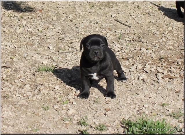 Chiots Staffordshire Bull Terrier LOF a donner