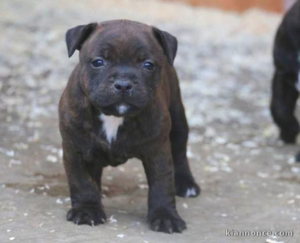 Chiots Staffordshire Bull Terrier LOF a donner