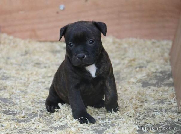 Chiots Staffordshire Bull Terrier LOF a donner