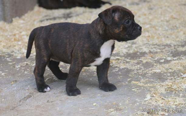 Chiots Staffordshire Bull Terrier LOF a donner