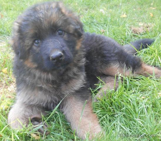 chiot Berger allemand LOF a donner