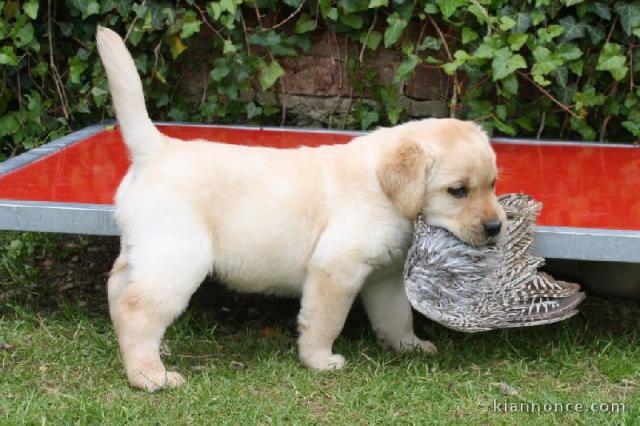 Chiots labradors lof a donner