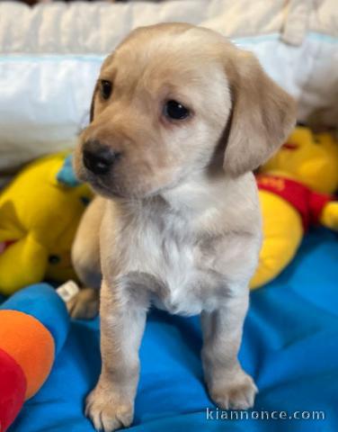 Chiots labradors lof a donner