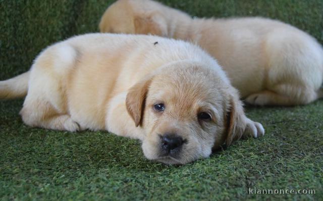 Chiots labradors lof a donner