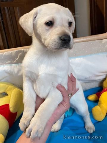 Chiots labradors lof a donner