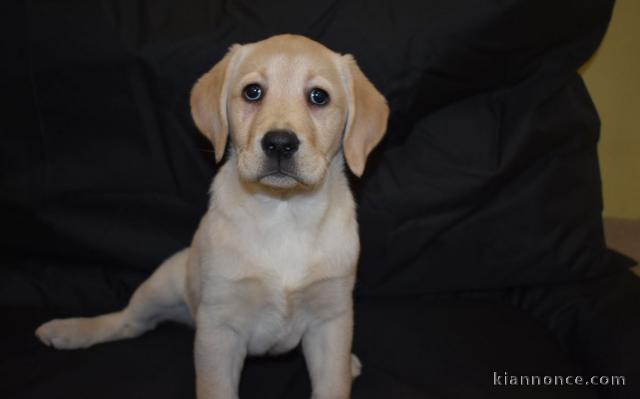 Chiots labradors lof a donner