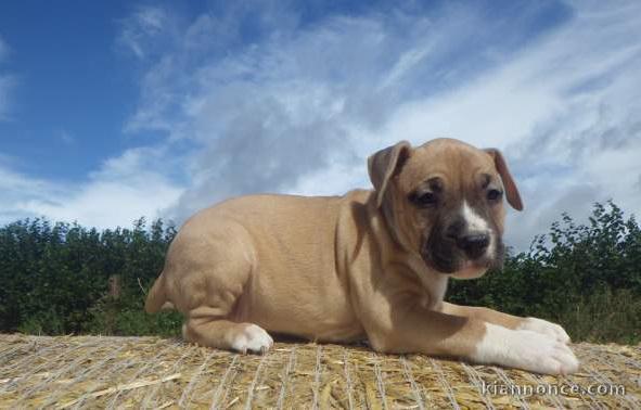 Chiot american staffordshire terrier lof a donner