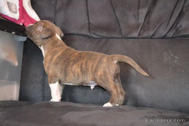 Chiot american staffordshire terrier lof a donner