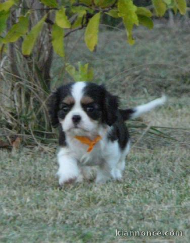 Chiots Cavaliers King Charles LOF a donner