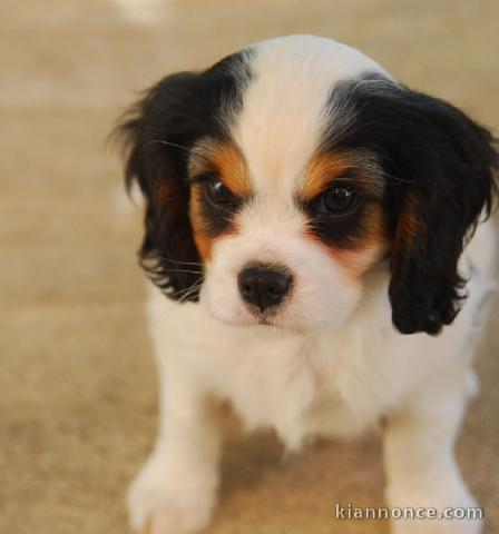 Chiots Cavaliers King Charles LOF a donner