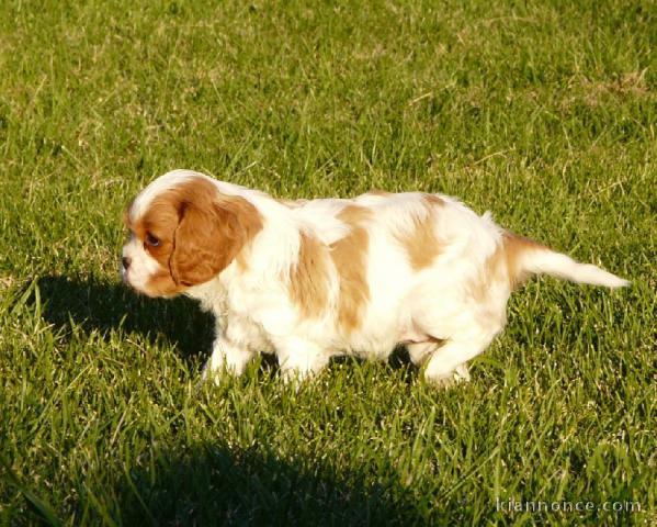 Chiots Cavaliers King Charles LOF a donner