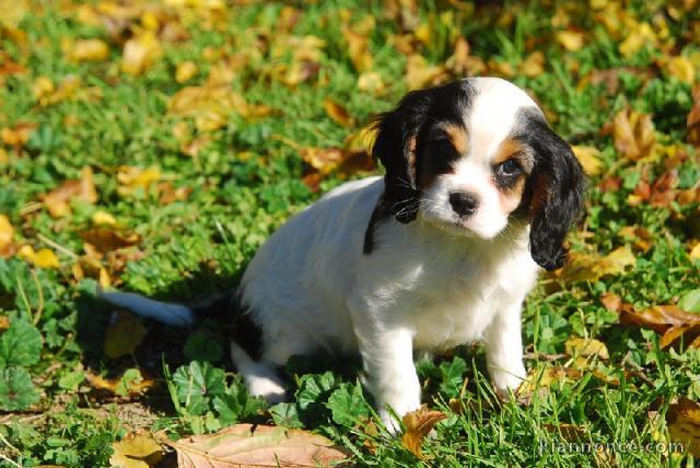 Chiots Cavaliers King Charles LOF a donner