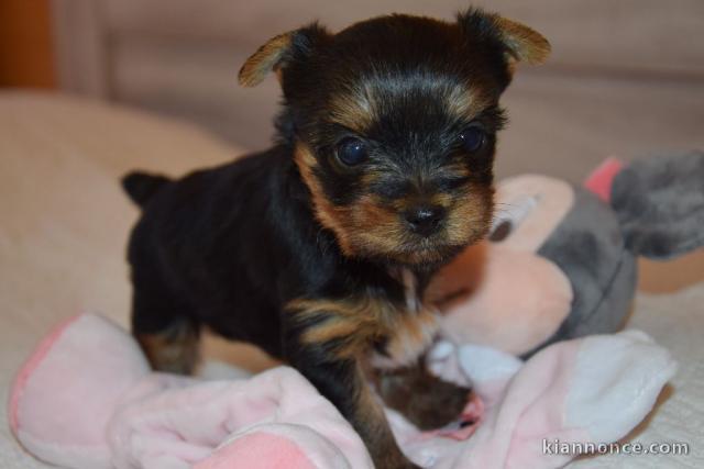 chiot de type yorkshire femelle 