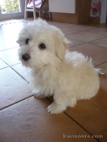 Chiot coton de Tuléar trois mois 