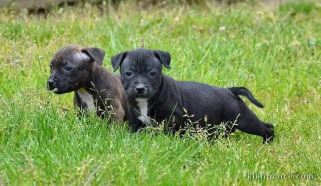 staffordshire bull terrier