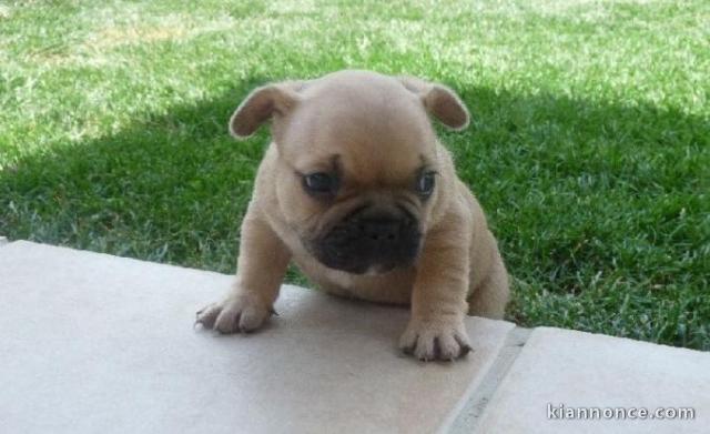 Chiot bouledogue francais trois mois