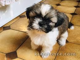 Chiot Shih Tzu trois mois