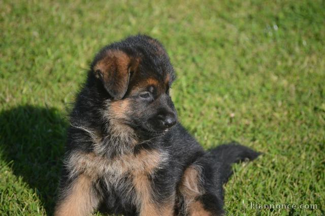 Donne chiot berger allemand Mâle lof