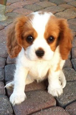 Chiot cavalier king Charles trois mois 