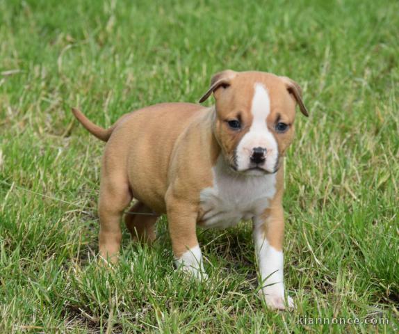 Adorable chiot Américan Staffordshire Terrier à donner 