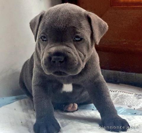 chiot Staffordshire Bull Terrie trois mois