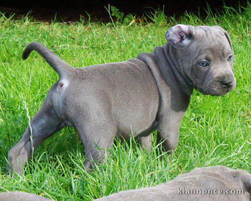 chiot Staffordshire Bull Terrie trois mois